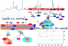 Graphical abstract: 1H NMR metabolomics combined with gene expression analysis for the determination of major metabolic differences between subtypes of breast cell lines