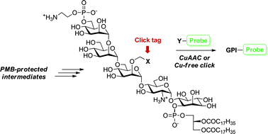 Graphical abstract: Chemical synthesis and functionalization of clickable glycosylphosphatidylinositol anchors