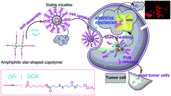 Graphical abstract: Shell-sheddable micelles based on star-shaped poly(ε-caprolactone)-SS-poly(ethyl glycol) copolymer for intracellular drug release