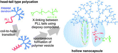 Graphical abstract: Hollow nanocapsules prepared through stabilization of polymer vesicles formed from head–tail type polycations by introducing cross-linkages
