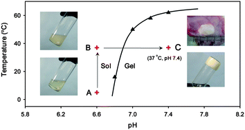 Graphical abstract: Sustained delivery of doxorubicin using biodegradable pH/temperature-sensitive poly(ethylene glycol)-poly(β-amino ester urethane) multiblock copolymer hydrogels