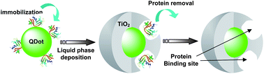 Graphical abstract: Protein imprinted TiO2-coated quantum dots for fluorescent protein sensing prepared by liquid phase deposition