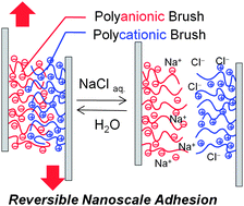 Graphical abstract: Reversible adhesive-free nanoscale adhesion utilizing oppositely charged polyelectrolyte brushes