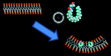 Graphical abstract: Anandamide and analogous endocannabinoids: a lipid self-assembly study