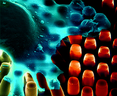 Graphical abstract: Unidirectional mechanical cellular stimuli via micropost array gradients