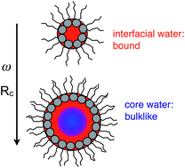 Graphical abstract: Dynamics of water confined to reverse AOT micelles