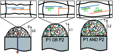 Graphical abstract: Logic swelling response of DNA–polymer hybrid hydrogel