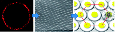 Graphical abstract: Soft microgels as Pickering emulsion stabilisers: role of particle deformability