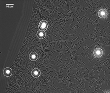 Graphical abstract: Colloids in a bacterial bath: simulations and experiments