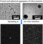 Graphical abstract: Interfacial properties of fractal and spherical whey protein aggregates