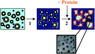 Graphical abstract: Porous protein–silica composite formation: manipulation of silicate porosity and protein conformation