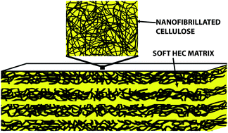 Graphical abstract: Nanostructured biocomposites of high toughness—a wood cellulose nanofiber network in ductile hydroxyethylcellulose matrix