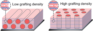 Graphical abstract: Microdomain control in block copolymer-based supramolecular thin films through varying the grafting density of additives