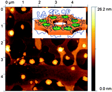 Graphical abstract: Triphilic block copolymers with perfluorocarbon moieties in aqueous systems and their biochemical perspectives