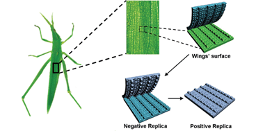 Graphical abstract: Bio-inspired anisotropic micro/nano-surface from a natural stamp: grasshopper wings