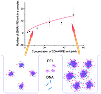 Graphical abstract: Formation and structure of PEI/DNA complexes: quantitative analysis