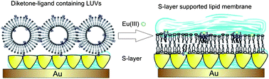 Graphical abstract: Liposome fusion on proteinaceous S-layer lattices triggered viaβ-diketone ligand–europium(iii) complex formation