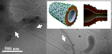 Graphical abstract: Block liposome and nanotube formation is a general phenomenon of two-component membranes containing multivalent lipids