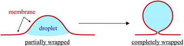 Graphical abstract: Droplet-induced budding transitions of membranes