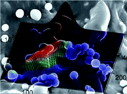 Graphical abstract: Modeling and simulation of polyacrylic acid/protamine nanoparticle precipitation