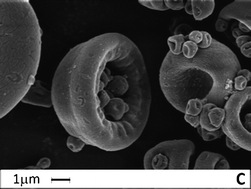 Graphical abstract: Spray-dried chitosan-metal microparticles for ciprofloxacin adsorption: Kinetic and equilibrium studies