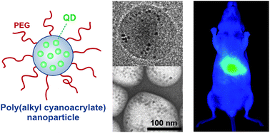Graphical abstract: Quantum dot-loaded PEGylated poly(alkyl cyanoacrylate) nanoparticles for in vitro and in vivo imaging