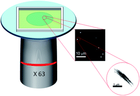 Graphical abstract: Unravelling adsorption and alignment of amyloid fibrils at interfaces by probe particle tracking