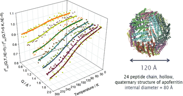 Graphical abstract: Thermal motion in the multi-subunit protein, apoferritin, as probed by high energy resolution neutron spectroscopy