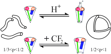 Graphical abstract: Phase behaviour and structure of zwitanionic mixtures of perfluorocarboxylates and tetradecyldimethylamine oxide—dependence on chain length of the perfluoro surfactant