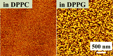 Graphical abstract: Interaction of a partially fluorinated alcohol (F8H11OH) with biomembrane constituents in two-component monolayers