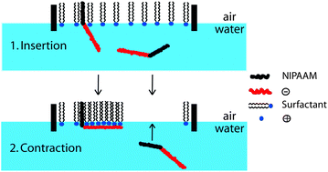 Graphical abstract: Charge- and temperature-dependent interactions between anionic poly(N-isopropylacrylamide) polymers in solution and a cationic surfactant at the water/air interface