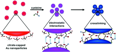 Graphical abstract: Employing materials assembly to elucidate surface interactions of amino acids with Au nanoparticles