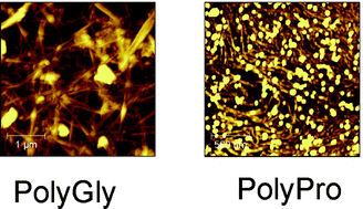 Graphical abstract: Molecular and supramolecular studies on polyglycine and poly-l-proline