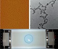 Graphical abstract: Self-assembly of non-linear polymers at the air/water interface: the effect of molecular architecture