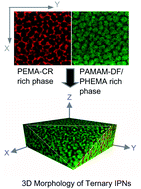 Graphical abstract: Photoreaction-induced phase separation and morphology control in ternary IPNs blends involving 3D spherical dendrimer