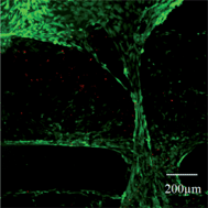 Graphical abstract: High performance additive manufactured scaffolds for bone tissue engineering application