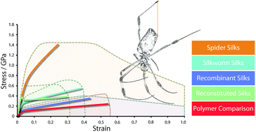 Graphical abstract: There are many more lessons still to be learned from spider silks