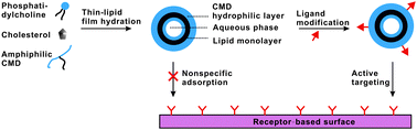 Graphical abstract: Carboxymethyl dextran-coated liposomes: Toward a robust drug delivery platform