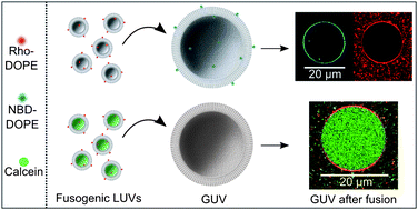 Graphical abstract: Membrane fusion of pH-sensitive liposomes – a quantitative study using giant unilamellar vesicles