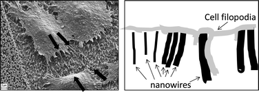 Graphical abstract: Culture of mammalian cells on patterned superhydrophilic/superhydrophobic silicon nanowire arrays