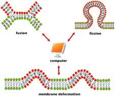 Graphical abstract: Computer simulations of fusion, fission and shape deformation in lipid membranes