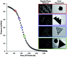 Graphical abstract: Interfacial templating of inorganic nanostructures using a growth directing and reducing peptide