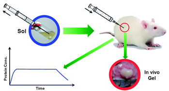 Graphical abstract: Controlled release of human growth hormone from a biodegradable pH/temperature-sensitive hydrogel system