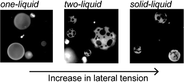 Graphical abstract: Lateral phase separation in tense membranes