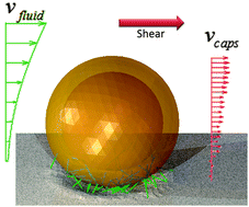 Graphical abstract: Modeling the making and breaking of bonds as an elastic microcapsule moves over a compliant substrate