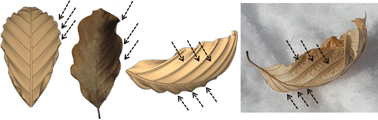 Graphical abstract: Modeling and simulation of curled dry leaves