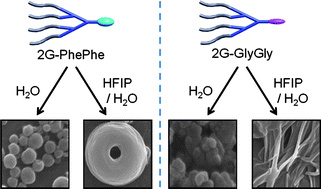 Graphical abstract: Self-organization of amide dendrons with focal dipeptide units