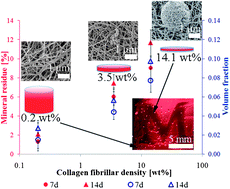 Graphical abstract: Collagen gel fibrillar density dictates the extent of mineralizationin vitro