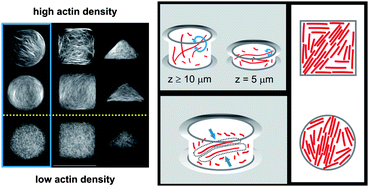 Graphical abstract: Self-organized patterns of actin filaments in cell-sized confinement