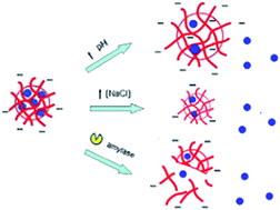 Graphical abstract: Uptake and release kinetics of lysozyme in and from an oxidized starch polymer microgel